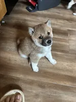 Female puppy 1, a female Shiba Inu for sale in Saint Cloud, MN – 3 of 3