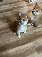 Female puppy 4, a female Shiba Inu for sale in Saint Cloud, MN – 2 of 2