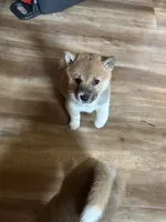 Female puppy 1, a female Shiba Inu for sale in Saint Cloud, MN – 2 of 3
