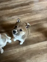 Female puppy 2, a female Shiba Inu for sale in Saint Cloud, MN – 3 of 3