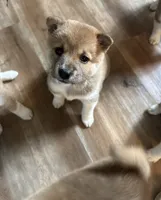 Female puppy 5, a female Shiba Inu for sale in Saint Cloud, MN – 3 of 3