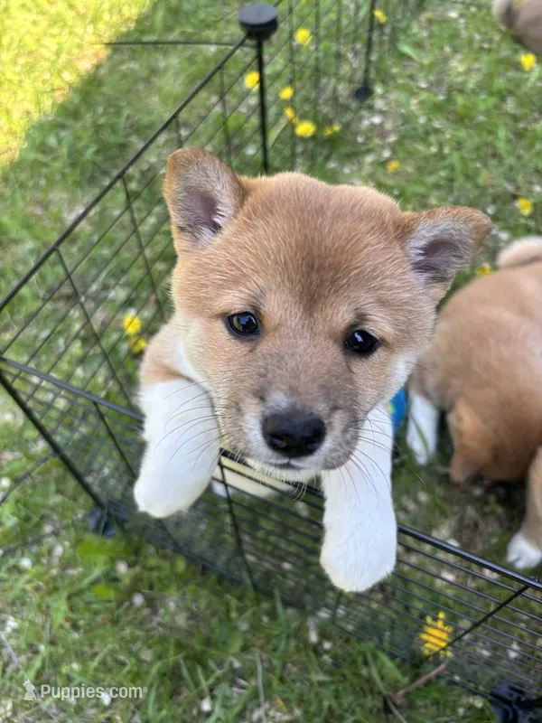 Female puppy 5 – Shiba Inu puppy for sale in Saint Cloud, MN