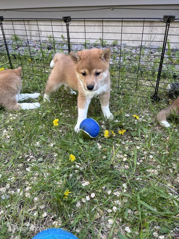 Female puppy 3 – Shiba Inu puppy for sale in Saint Cloud, MN