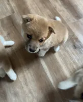 Female puppy 5, a female Shiba Inu for sale in Saint Cloud, MN – 2 of 3