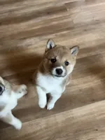Female puppy 2, a female Shiba Inu for sale in Saint Cloud, MN – 1 of 3