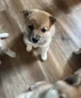 Female puppy 5, a female Shiba Inu for sale in Saint Cloud, MN – 1 of 3