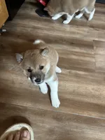 Female puppy 1, a female Shiba Inu for sale in Saint Cloud, MN – 1 of 3