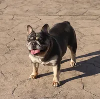 Leeloo, a female French Bulldog for sale in Punta Gorda, FL – 1 of 4