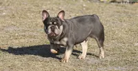 Leeloo, a female French Bulldog for sale in Punta Gorda, FL – 2 of 4