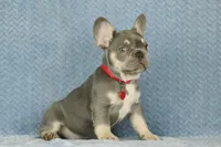 Milo, a male French Bulldog for sale in Punta Gorda, FL – 1 of 6