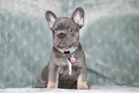 Hugo, a male French Bulldog for sale in Punta Gorda, FL – 3 of 9