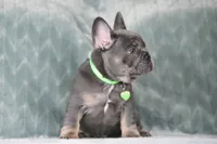 Boss, a male French Bulldog for sale in Punta Gorda, FL – 3 of 9