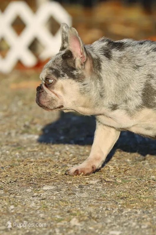 Kami – French Bulldog puppy for sale in Punta Gorda, FL