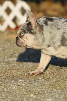 Kami, a female French Bulldog for sale in Punta Gorda, FL – Photo 1 of 3