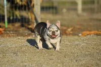 Kami, a female French Bulldog for sale in Punta Gorda, FL – Photo 3 of 3