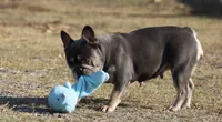 Leeloo, a female French Bulldog for sale in Punta Gorda, FL – 3 of 4