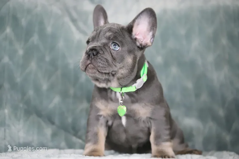 Boss – French Bulldog puppy for sale in Punta Gorda, FL