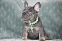 Boss, a male French Bulldog for sale in Punta Gorda, FL – 1 of 9