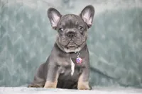 Hugo, a male French Bulldog for sale in Punta Gorda, FL – 4 of 9