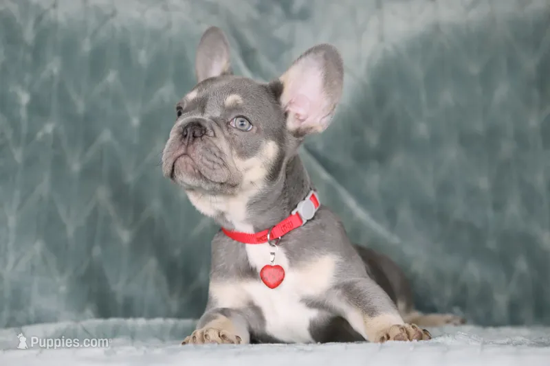 Milo – French Bulldog puppy for sale in Punta Gorda, FL