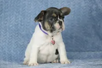 Dottie, a female French Bulldog for sale in Punta Gorda, FL – Photo 4 of 5