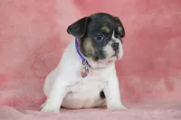 Dottie, a female French Bulldog for sale in Punta Gorda, FL – Photo 4 of 5