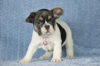 Dottie, a female French Bulldog for sale in Punta Gorda, FL – Photo 3 of 5