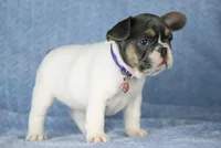 Dottie, a female French Bulldog for sale in Punta Gorda, FL – Photo 2 of 5