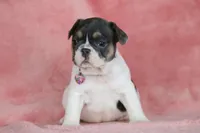 Dottie, a female French Bulldog for sale in Punta Gorda, FL – Photo 3 of 5