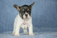 Dottie, a female French Bulldog for sale in Punta Gorda, FL – Photo 5 of 5
