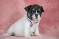 Dottie, a female French Bulldog for sale in Punta Gorda, FL – Photo 5 of 5