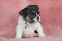 Dottie, a female French Bulldog for sale in Punta Gorda, FL – Photo 2 of 5