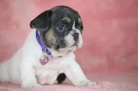 Dottie, a female French Bulldog for sale in Punta Gorda, FL – Photo 1 of 5