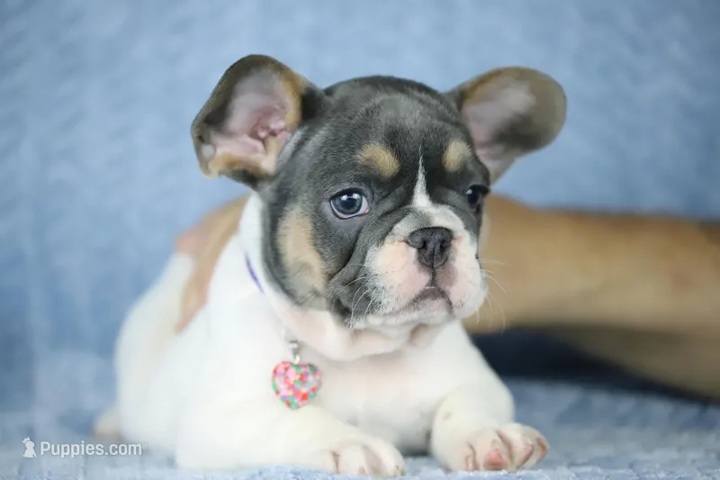 Dottie – French Bulldog puppy for sale in Punta Gorda, FL