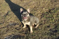 Ellie, a female French Bulldog for sale in Punta Gorda, FL – Photo 1 of 4
