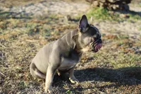 Ellie, a female French Bulldog for sale in Punta Gorda, FL – Photo 4 of 4