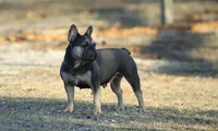 Ellie, a female French Bulldog for sale in Punta Gorda, FL – Photo 2 of 4