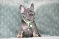 Boss, a male French Bulldog for sale in Punta Gorda, FL – 2 of 9
