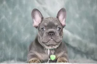 Boss, a male French Bulldog for sale in Punta Gorda, FL – 9 of 9