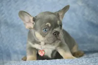 Kira, a female French Bulldog for sale in Punta Gorda, FL – Photo 3 of 4