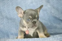 Kira, a female French Bulldog for sale in Punta Gorda, FL – Photo 4 of 4