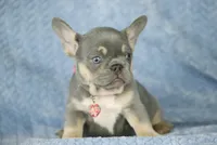 Kira, a female French Bulldog for sale in Punta Gorda, FL – Photo 2 of 4