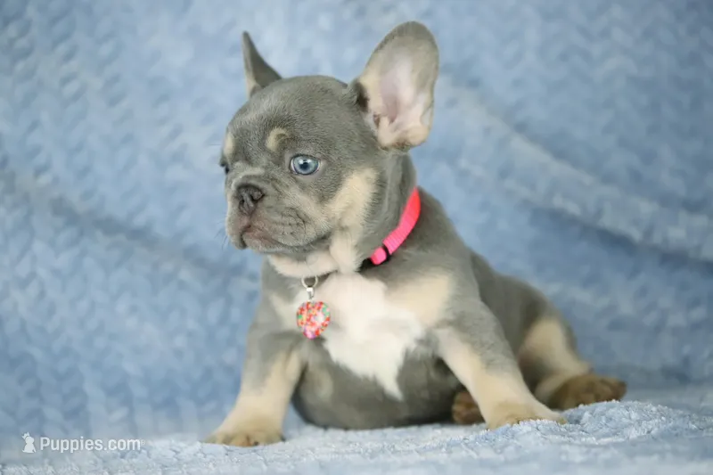 Kira – French Bulldog puppy for sale in Punta Gorda, FL
