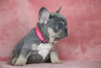 Kira, a female French Bulldog for sale in Punta Gorda, FL – Photo 4 of 4