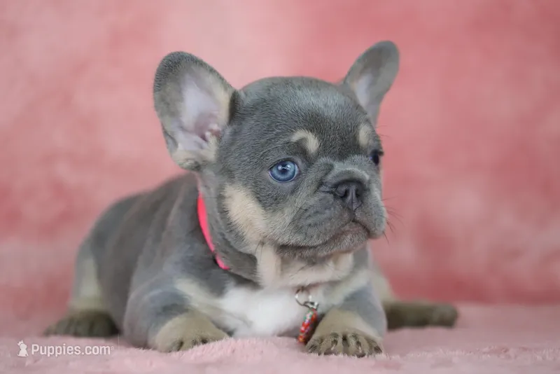 Kira – French Bulldog puppy for sale in Punta Gorda, FL