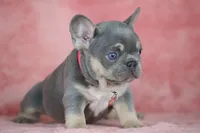 Kira, a female French Bulldog for sale in Punta Gorda, FL – Photo 3 of 4