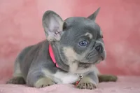 Kira, a female French Bulldog for sale in Punta Gorda, FL – Photo 2 of 4