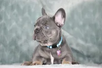 Hugo, a male French Bulldog for sale in Punta Gorda, FL – 8 of 9