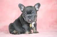 Leo, a male French Bulldog for sale in Punta Gorda, FL – Photo 4 of 5