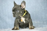 Leo, a male French Bulldog for sale in Punta Gorda, FL – Photo 4 of 4